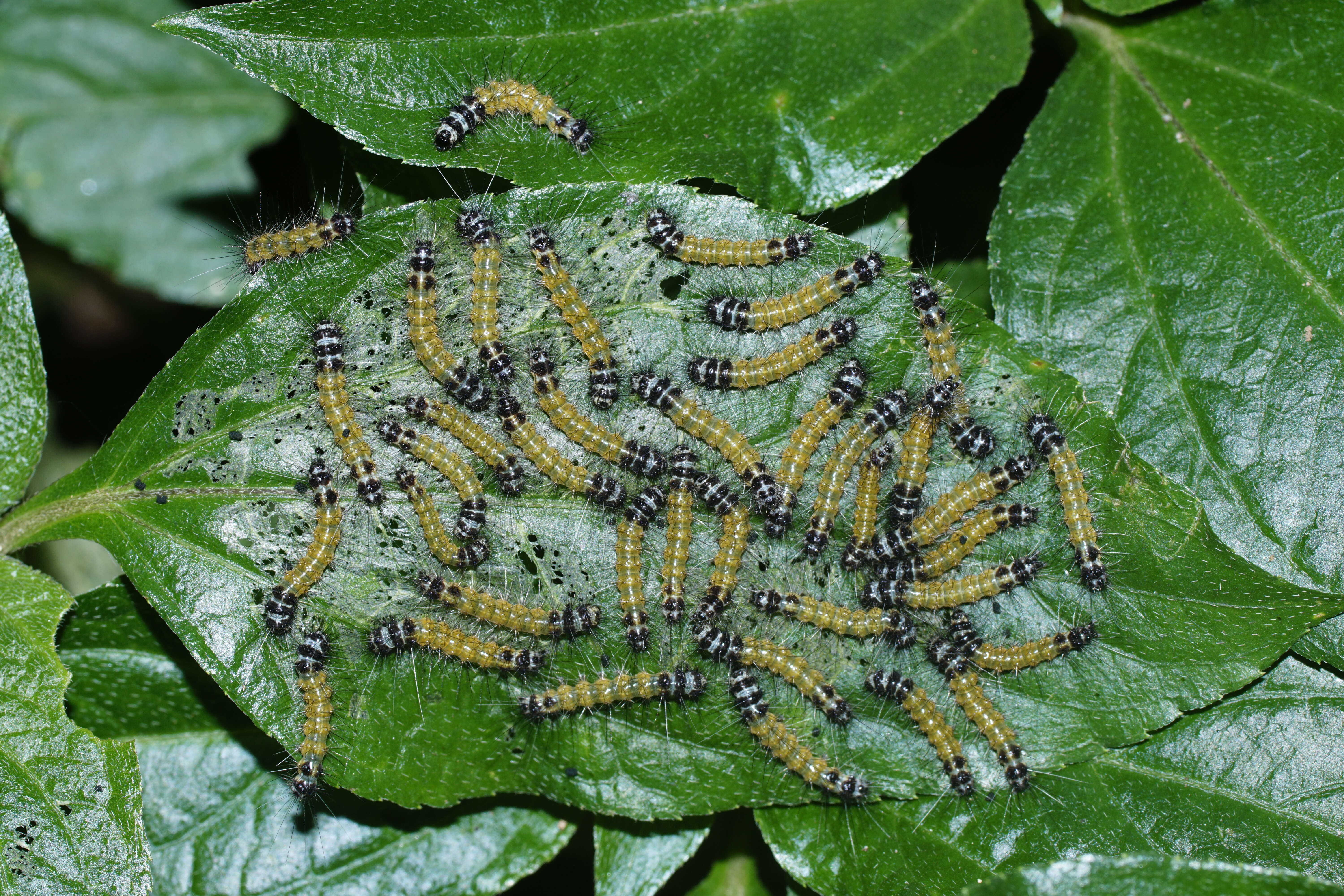 Image of Spilosoma obliqua Walker 1855