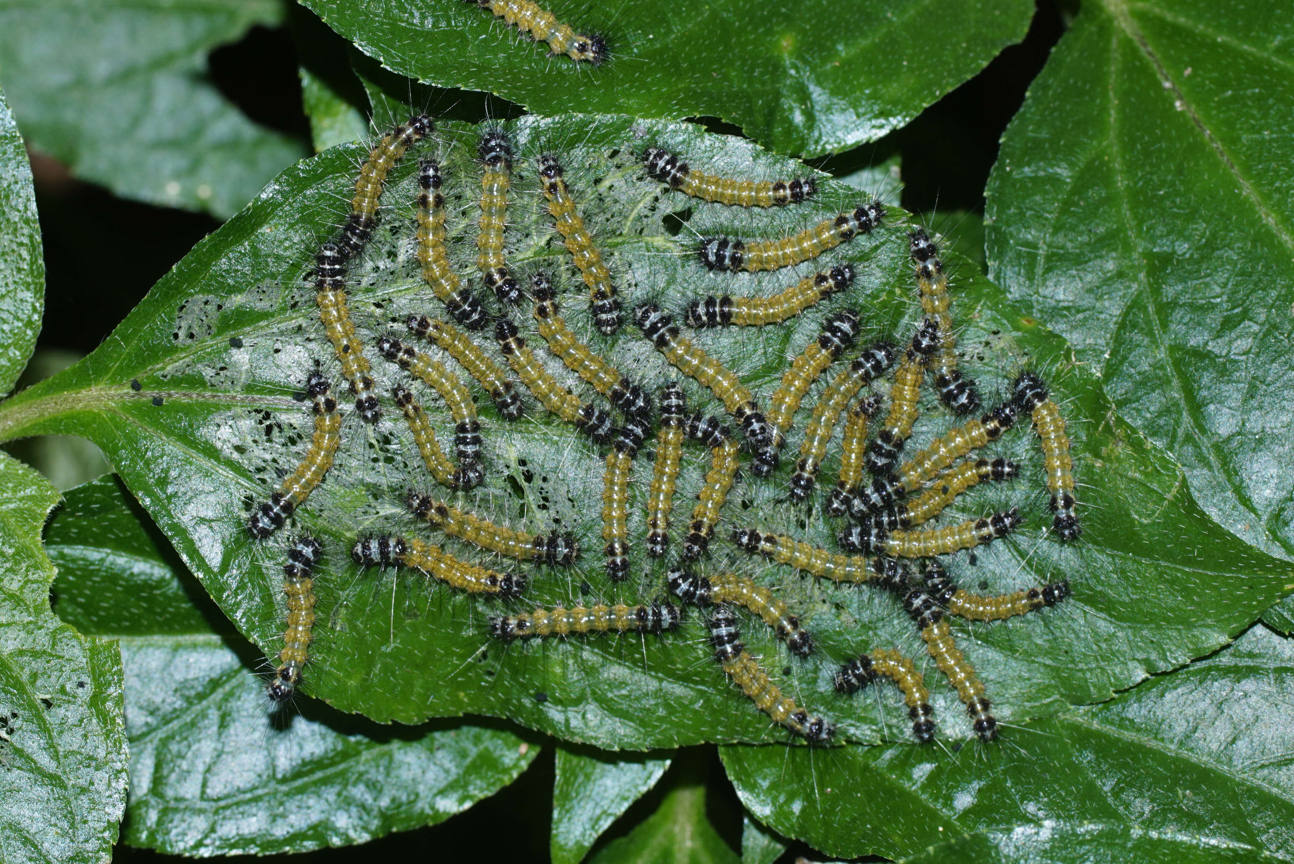 Image of Spilosoma obliqua Walker 1855