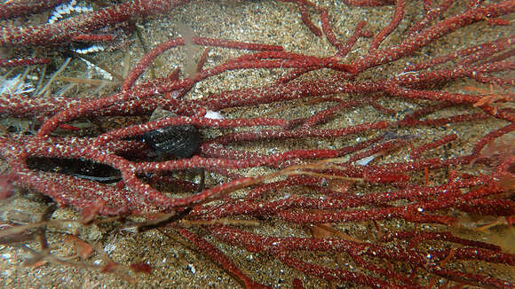 Sivun Muricea californica Aurivillius 1931 kuva