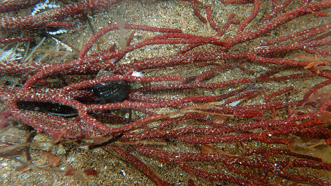 Sivun Muricea californica Aurivillius 1931 kuva