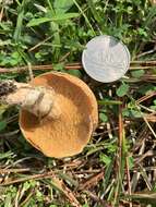 صورة Suillus cothurnatus Singer 1945