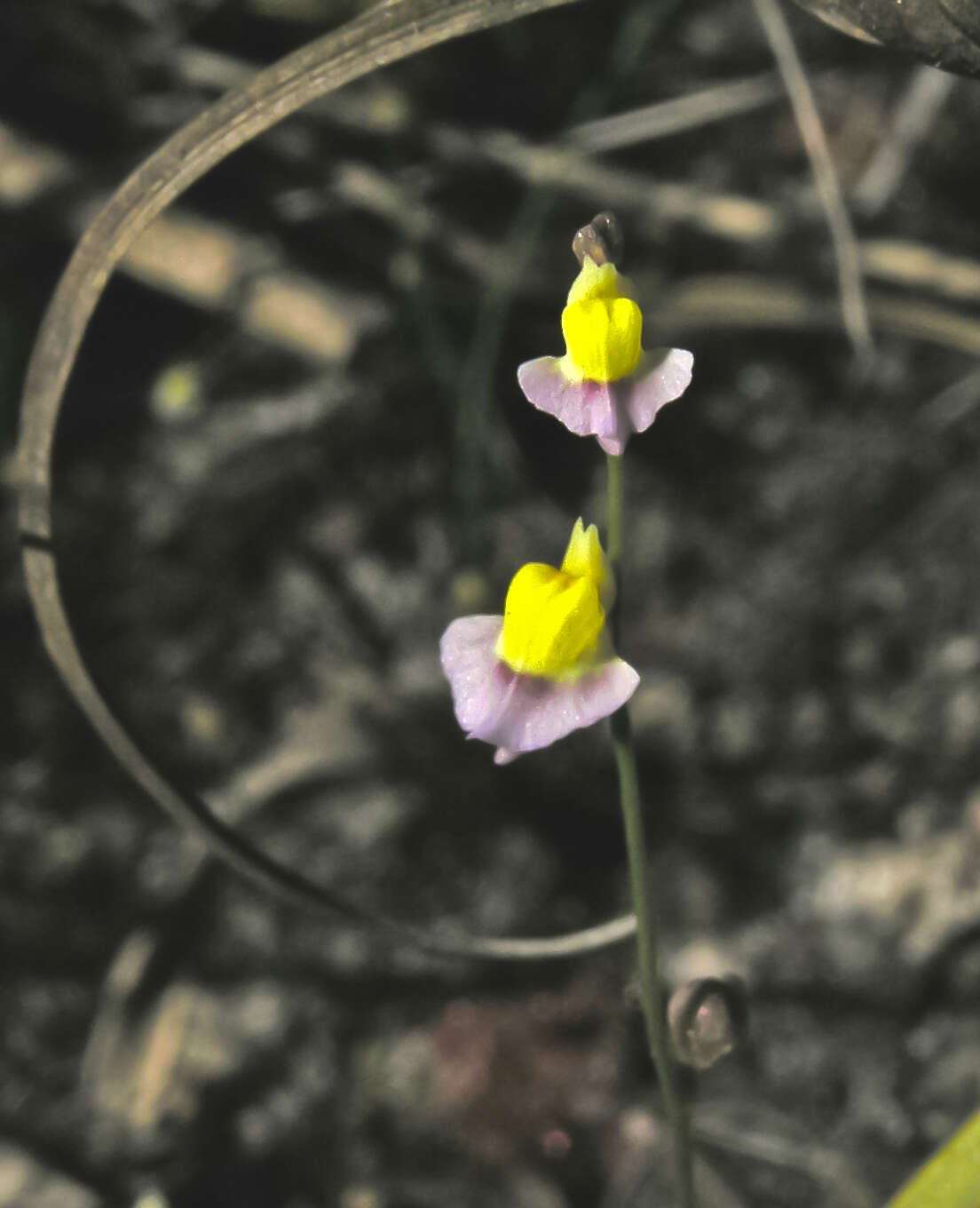 Image of Utricularia bisquamata Schrank