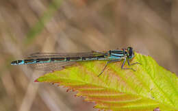 Image of Common Blue Damselfly