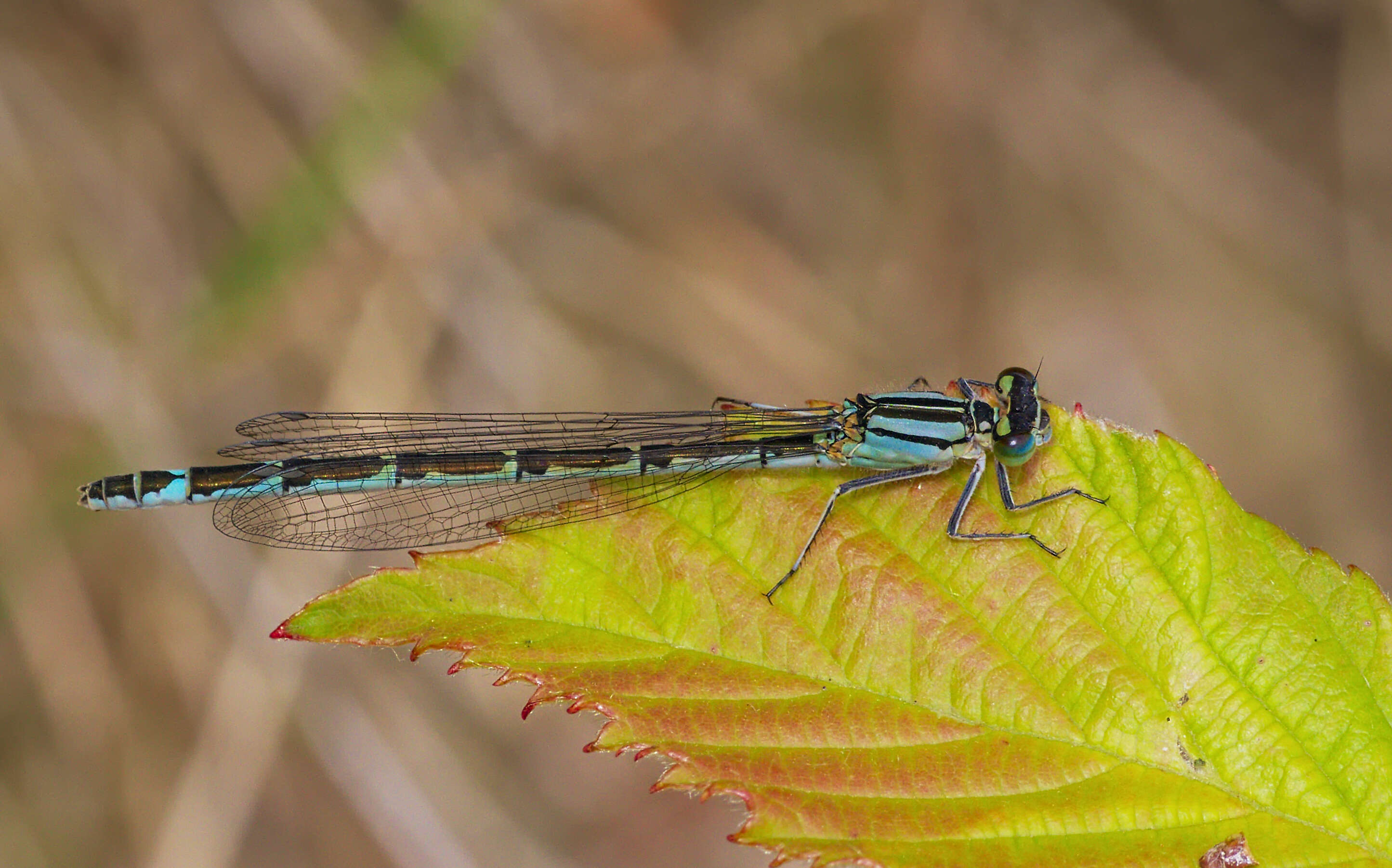 Image of Common Blue Damselfly