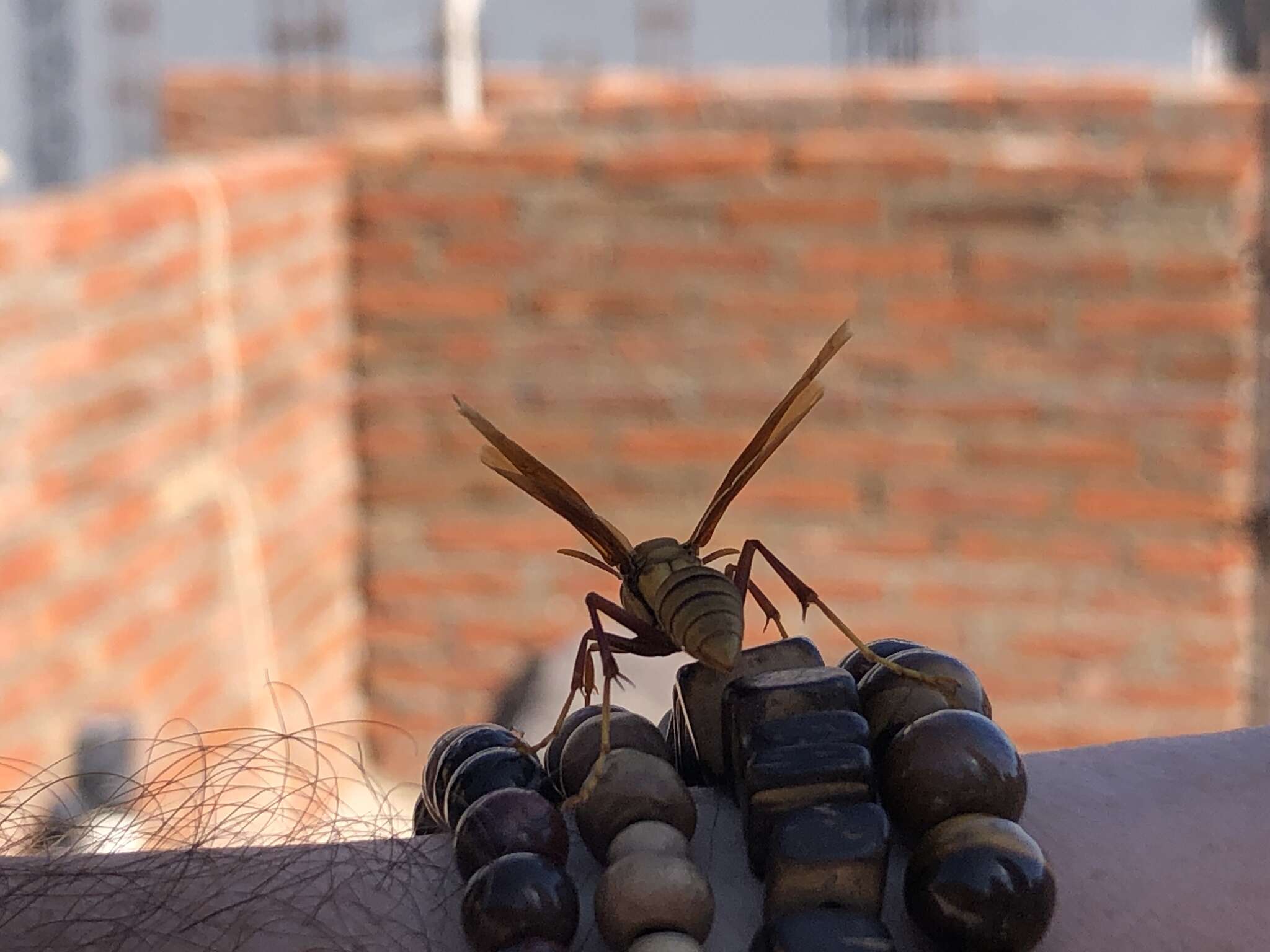 Image of <i>Polistes <i>carnifex</i></i> carnifex