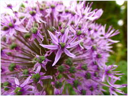 Image of Allium giganteum Regel