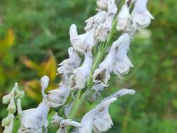 Imagem de Aconitum orientale Mill.