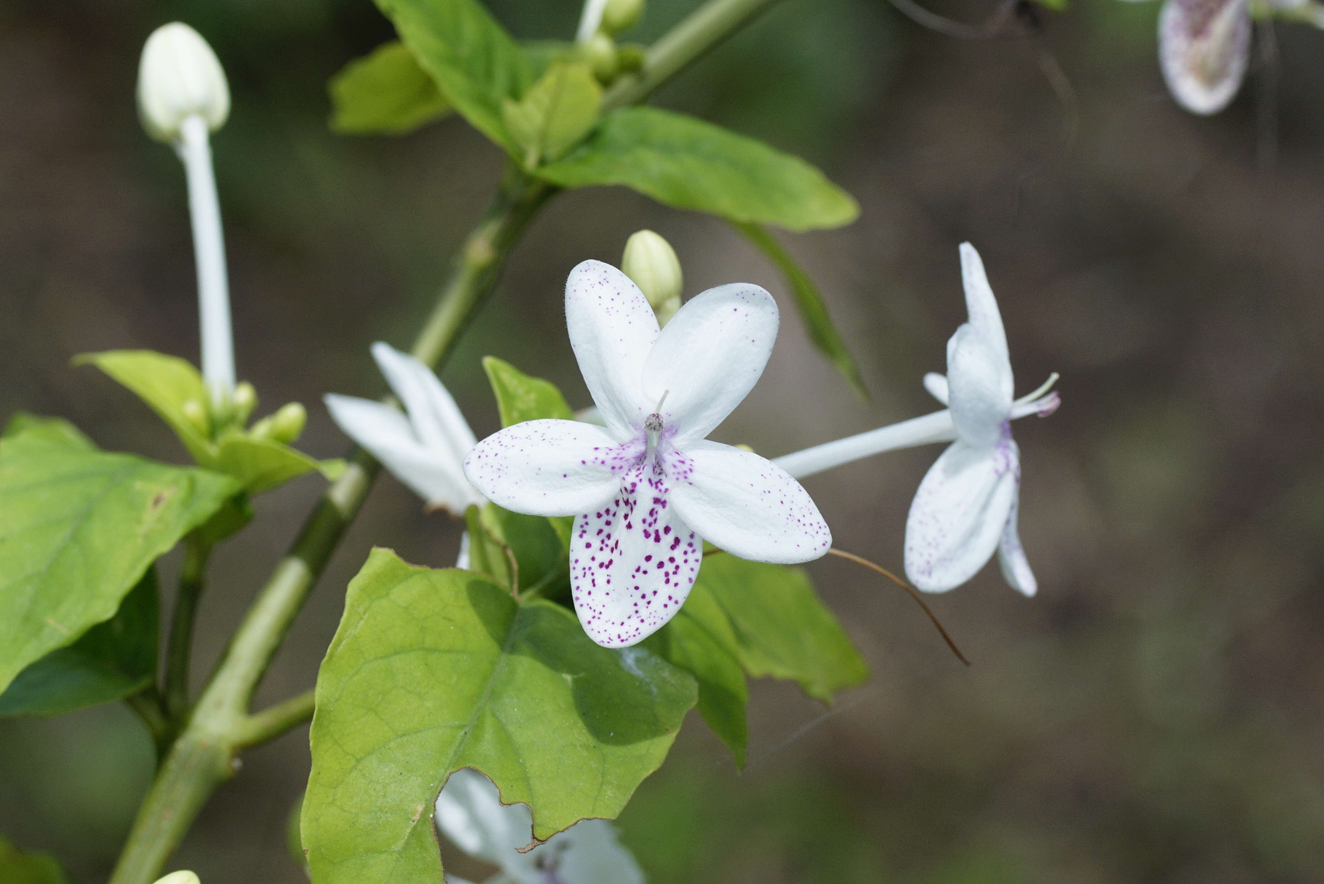 Pseuderanthemum maculatum (Lodd.) I. M. Turner resmi