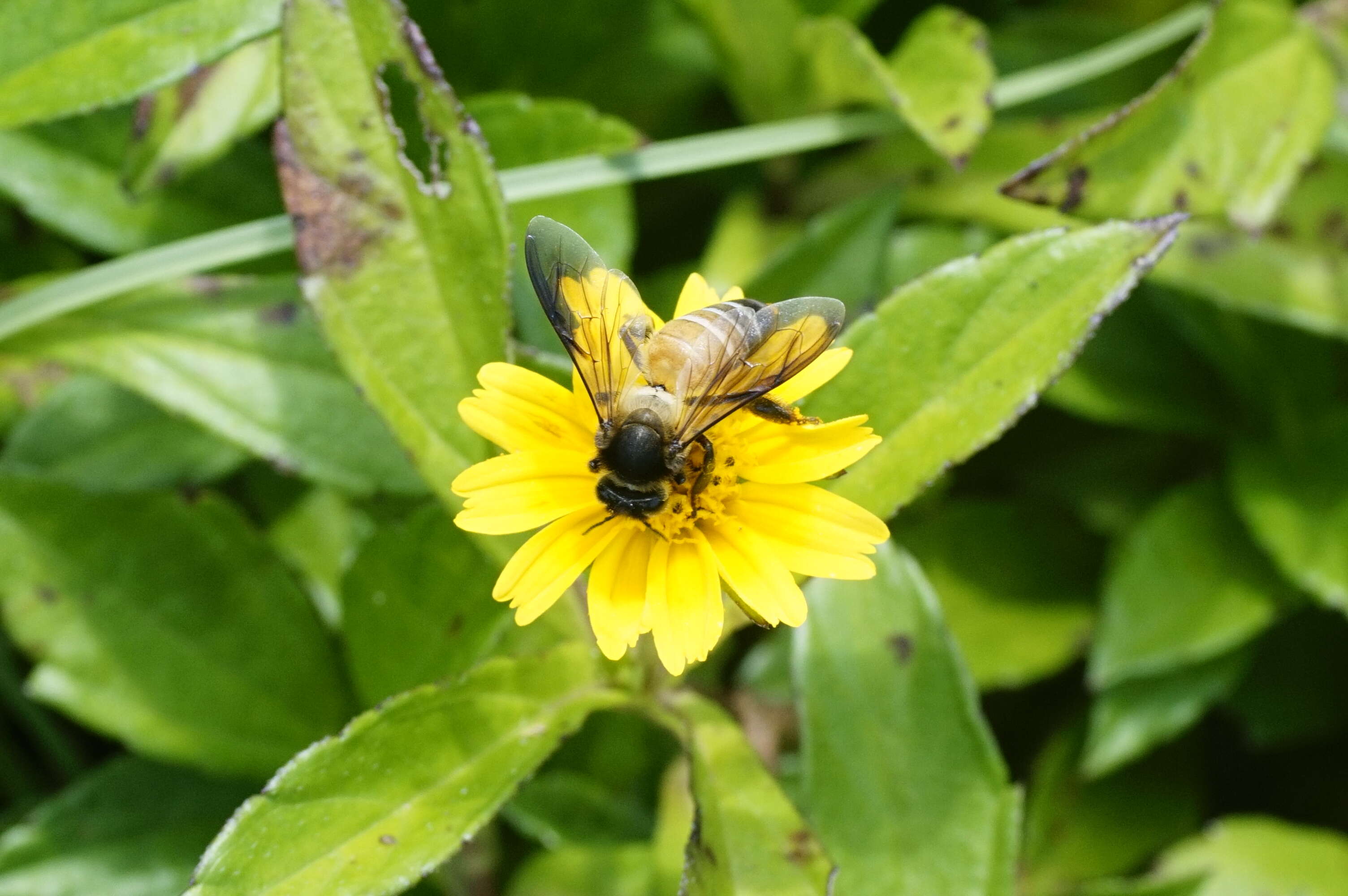 Image de Apis dorsata Fabricius 1793