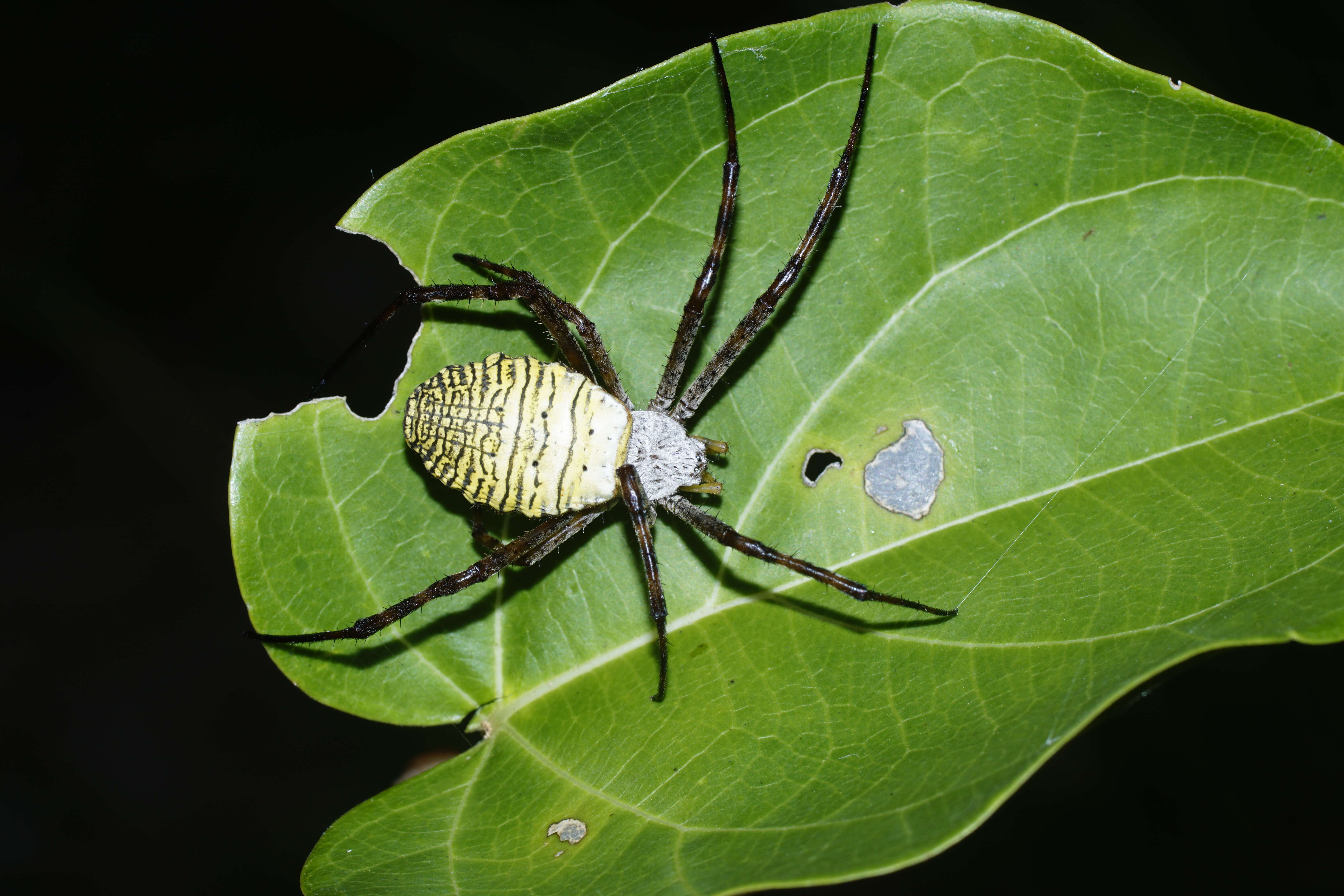 Image of Oval St Andrew's Cross Spider