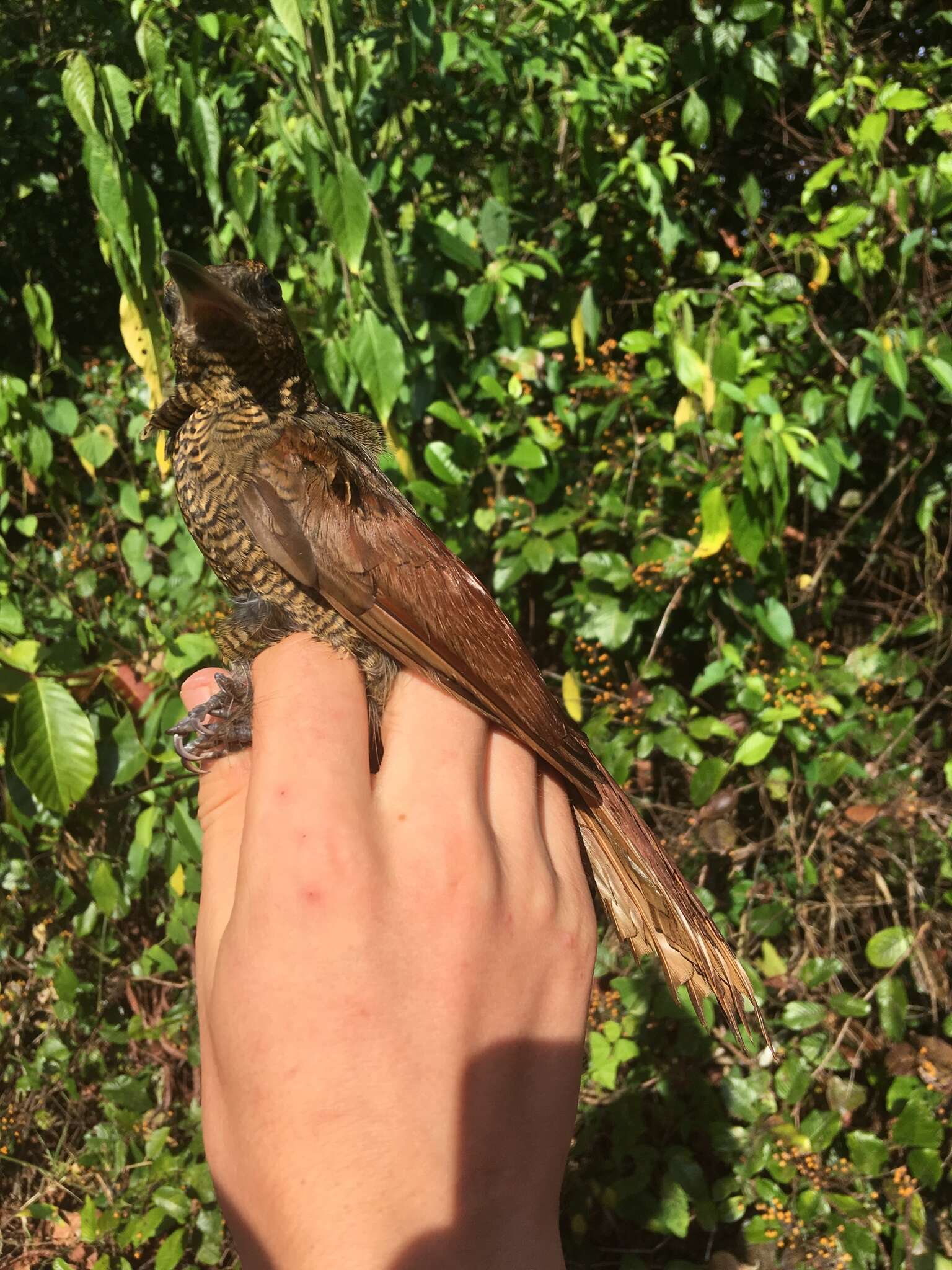 Image of Northern Barred Woodcreeper