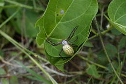 Image of Oval St Andrew's Cross Spider