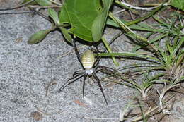 Image of Oval St Andrew's Cross Spider