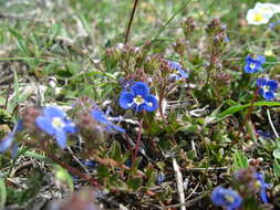 Image of Veronica petraea (Bieb.) Stev.