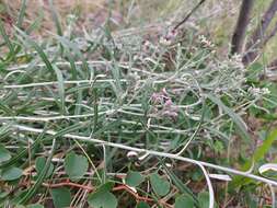 Image of Saussurea salicifolia (L.) DC.