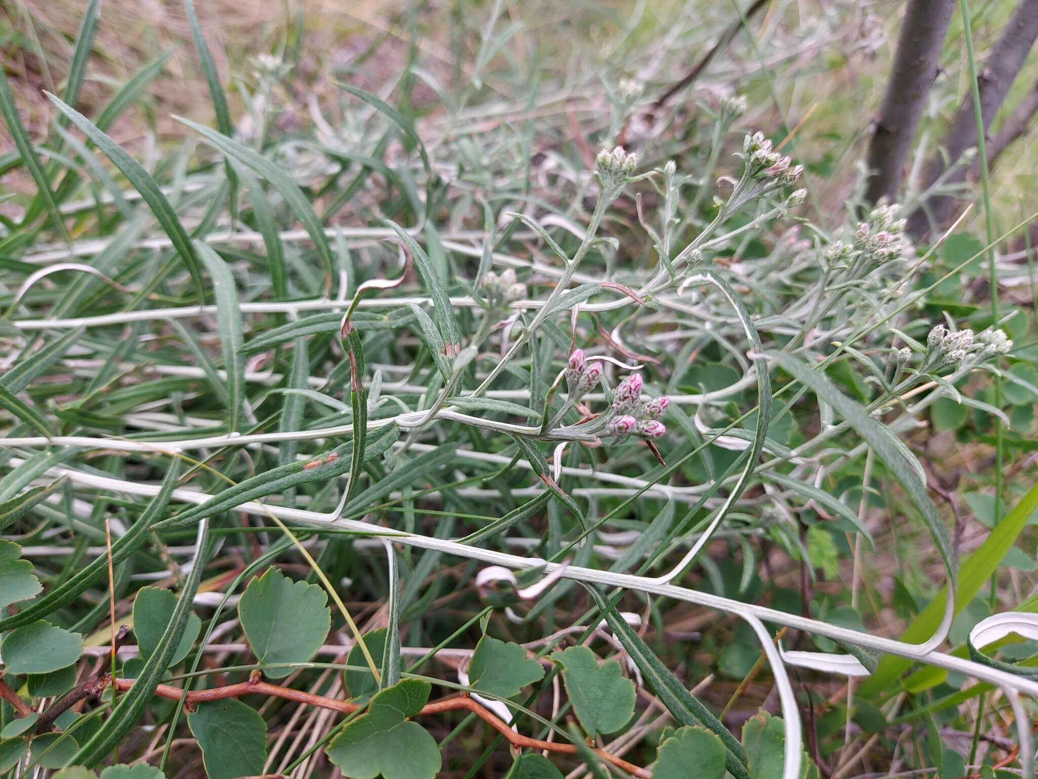 Image of Saussurea salicifolia (L.) DC.