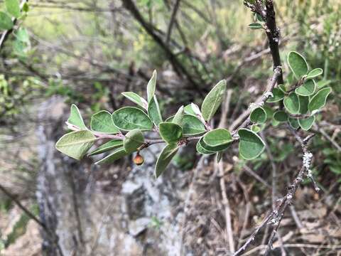 صورة Cotoneaster integerrimus Medik.