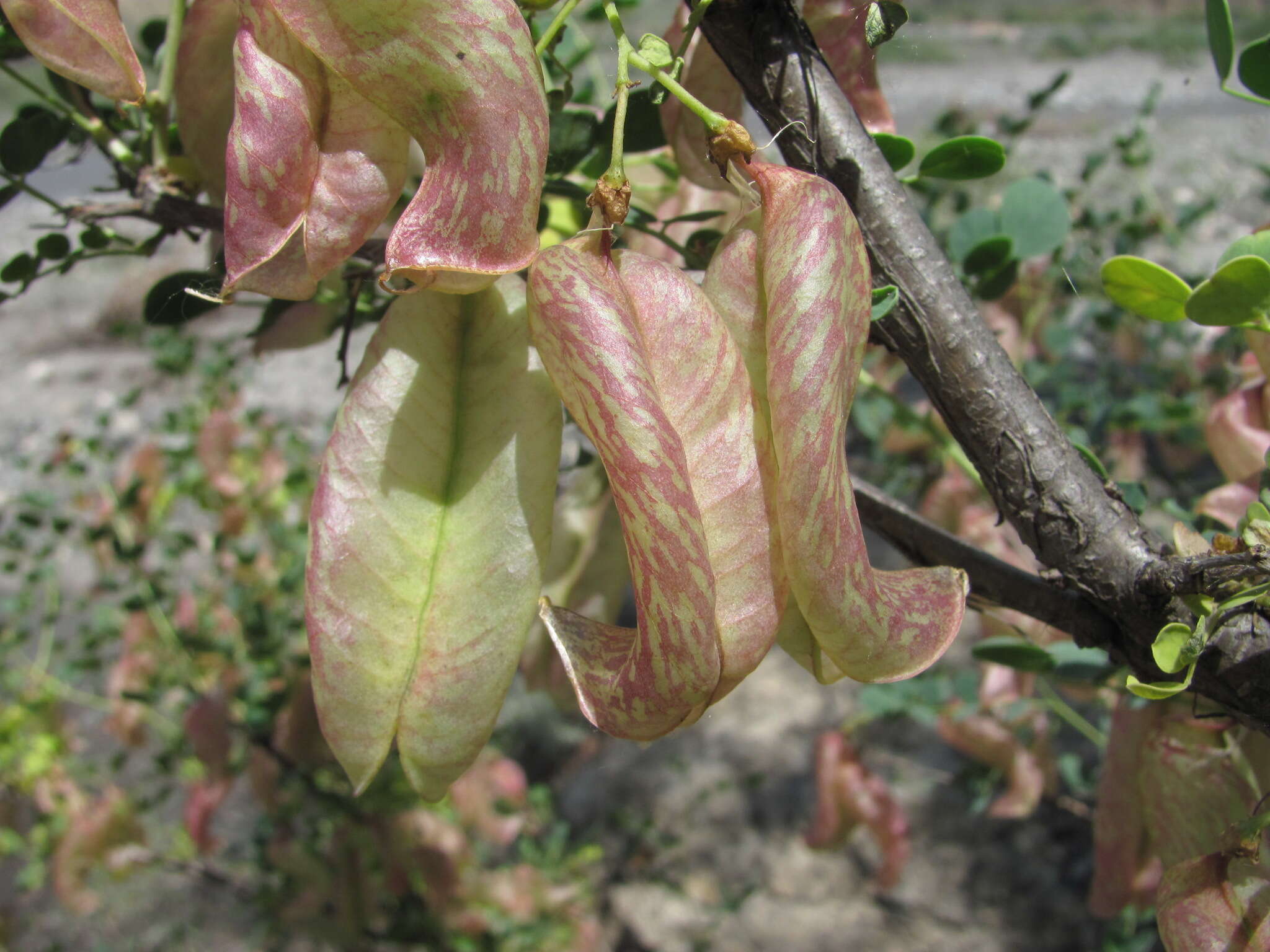 Слика од Colutea orientalis Mill.