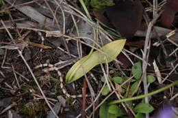 Imagem de Caladenia major (R. Br.) Rchb. fil.