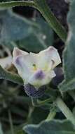 Image de Leucophysalis nana (A. Gray) Averett