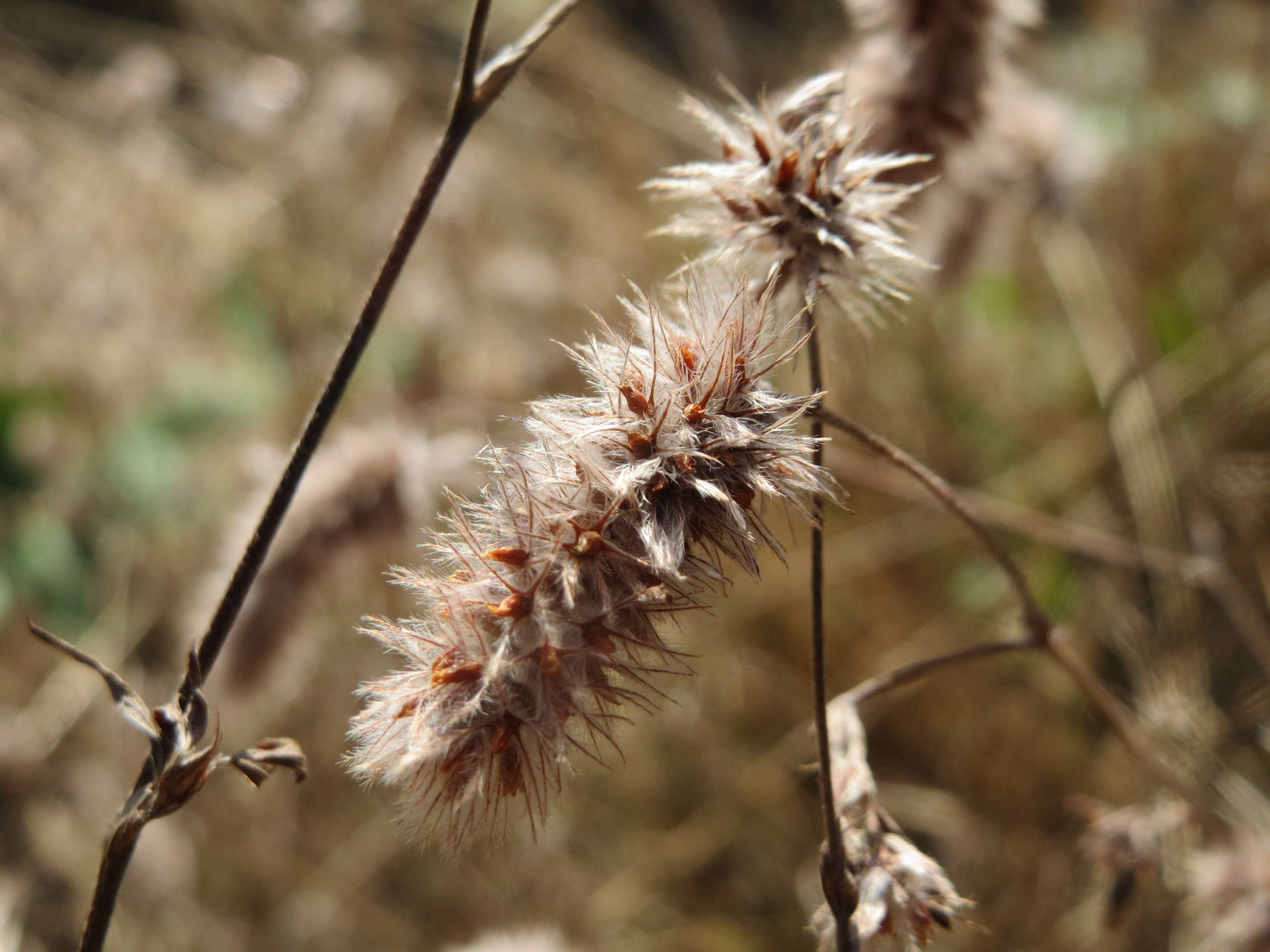 Image of Hare's-foot Clover