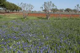 Image of Texas lupine