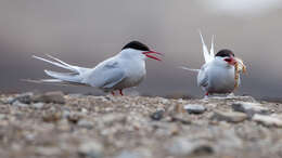 Image of Arctic Tern