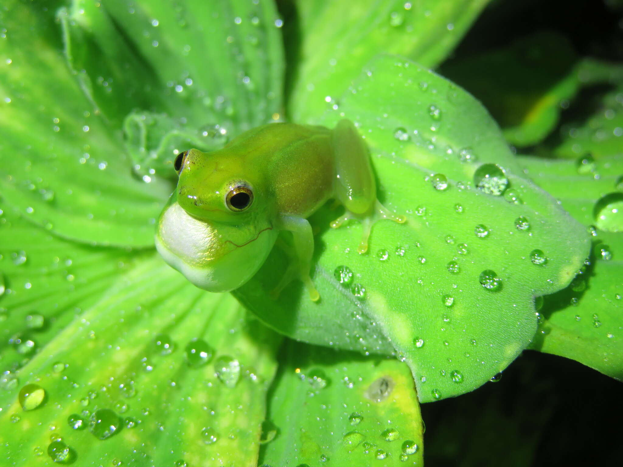 Image of Water Lily Frog