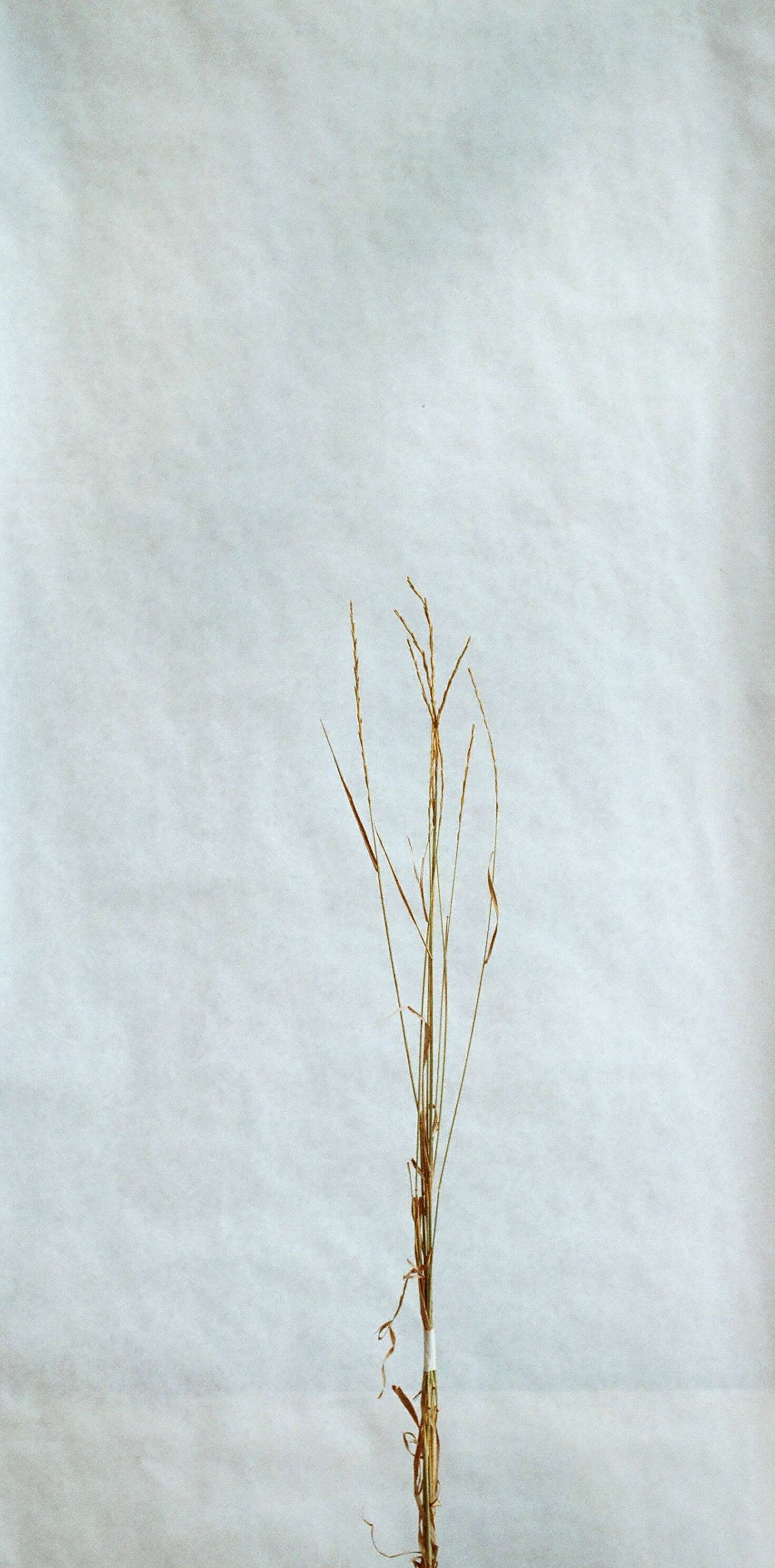 Image of intermediate wheatgrass