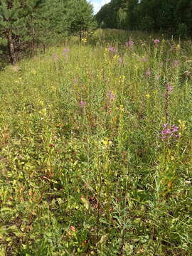 Oenothera rubricaulis Klebahn resmi