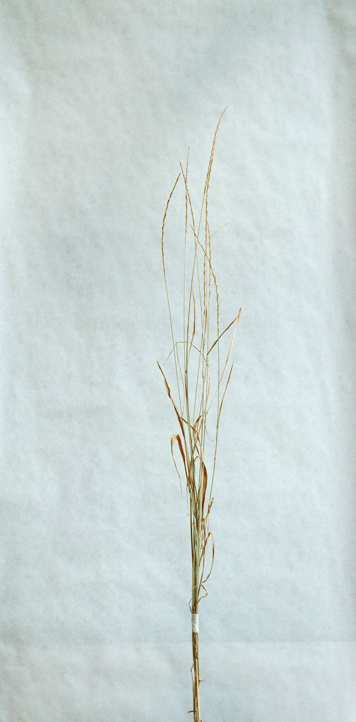 Image of intermediate wheatgrass