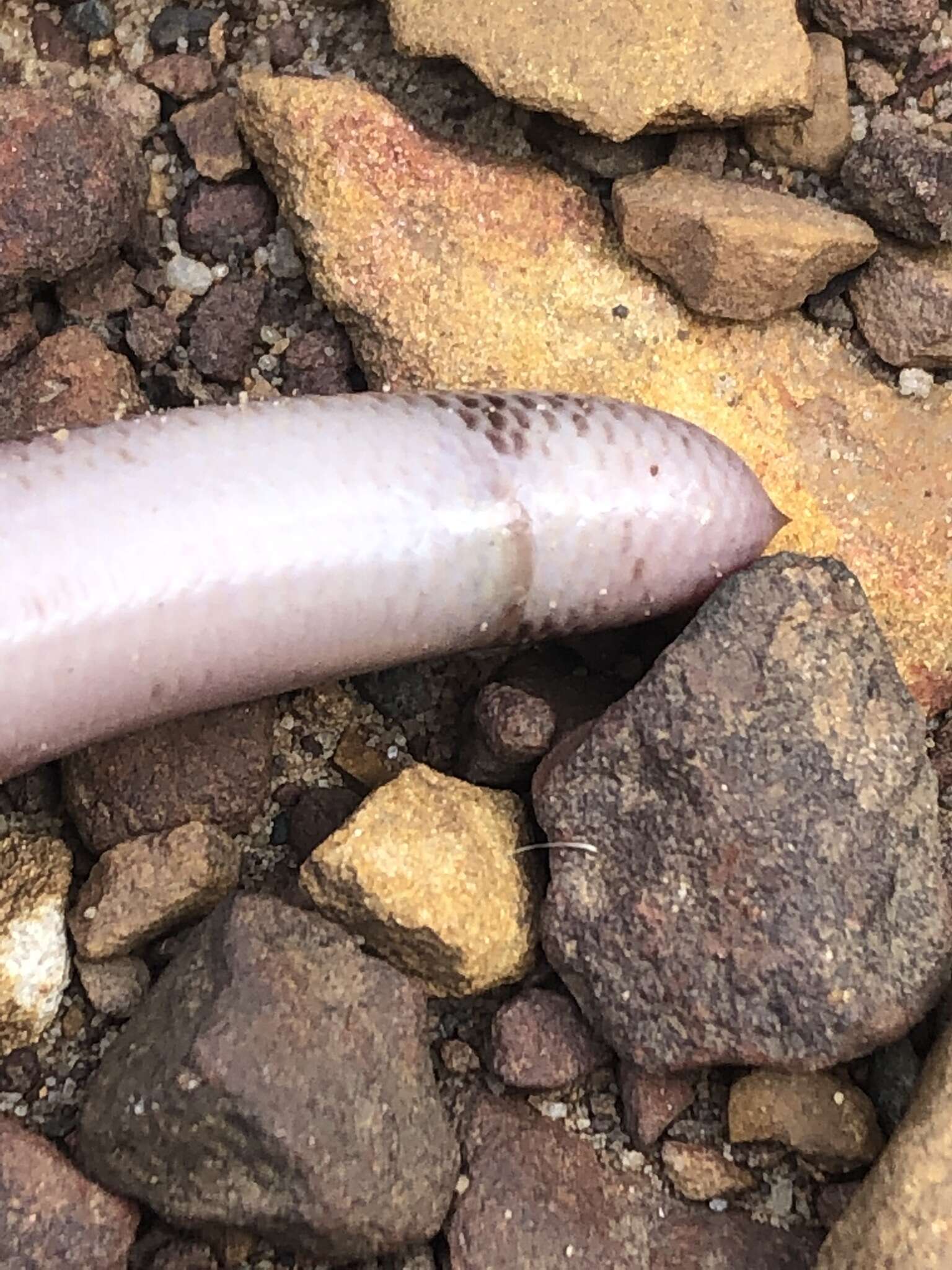 Image of Blackish Blind Snake