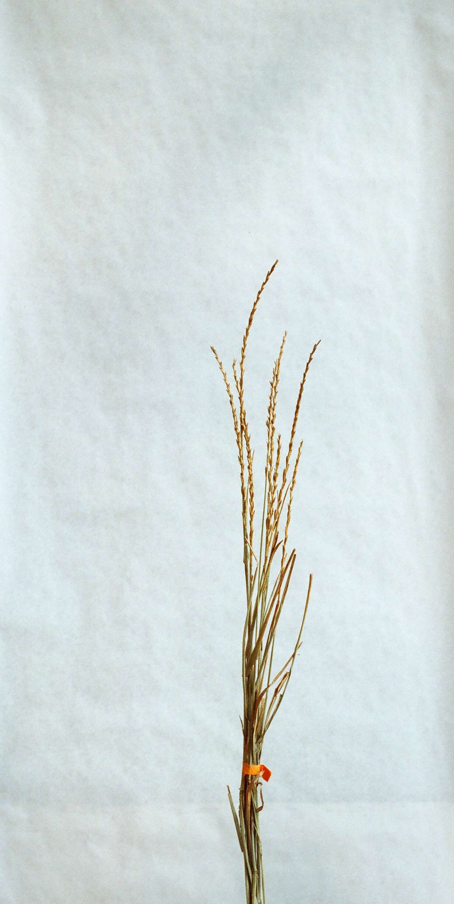 Image of intermediate wheatgrass