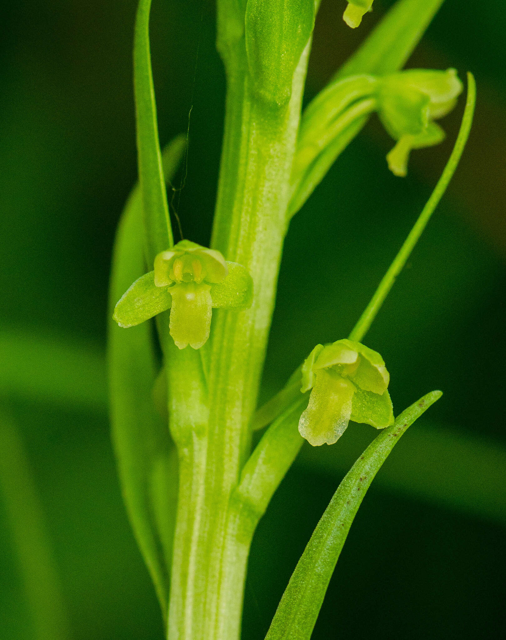 Image of palegreen orchid