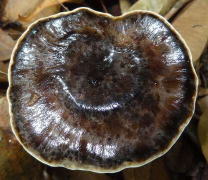 Image of Amauroderma