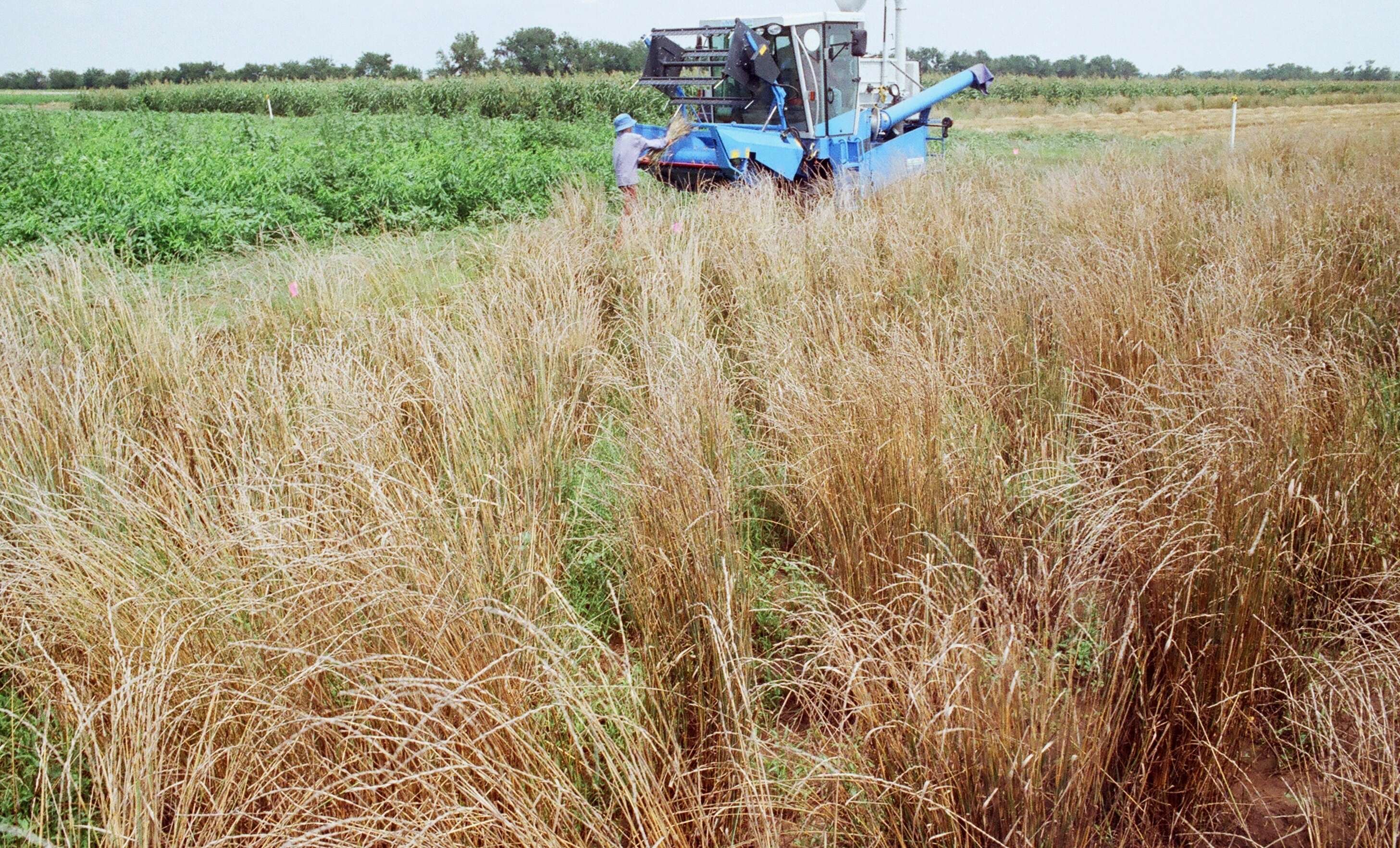 Image of intermediate wheatgrass