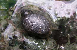 Image of Banff Springs snail