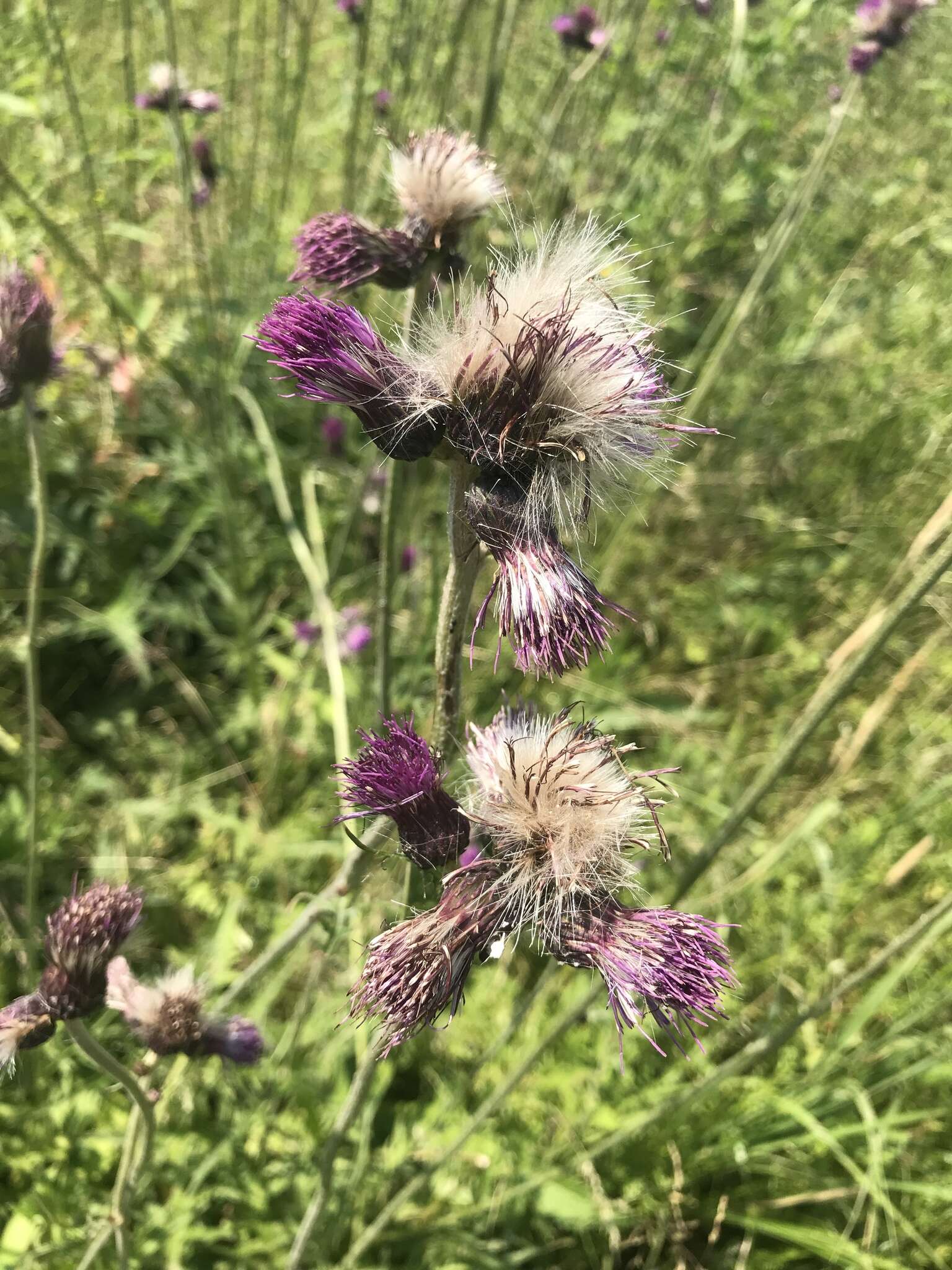 Image of Brook Thistle