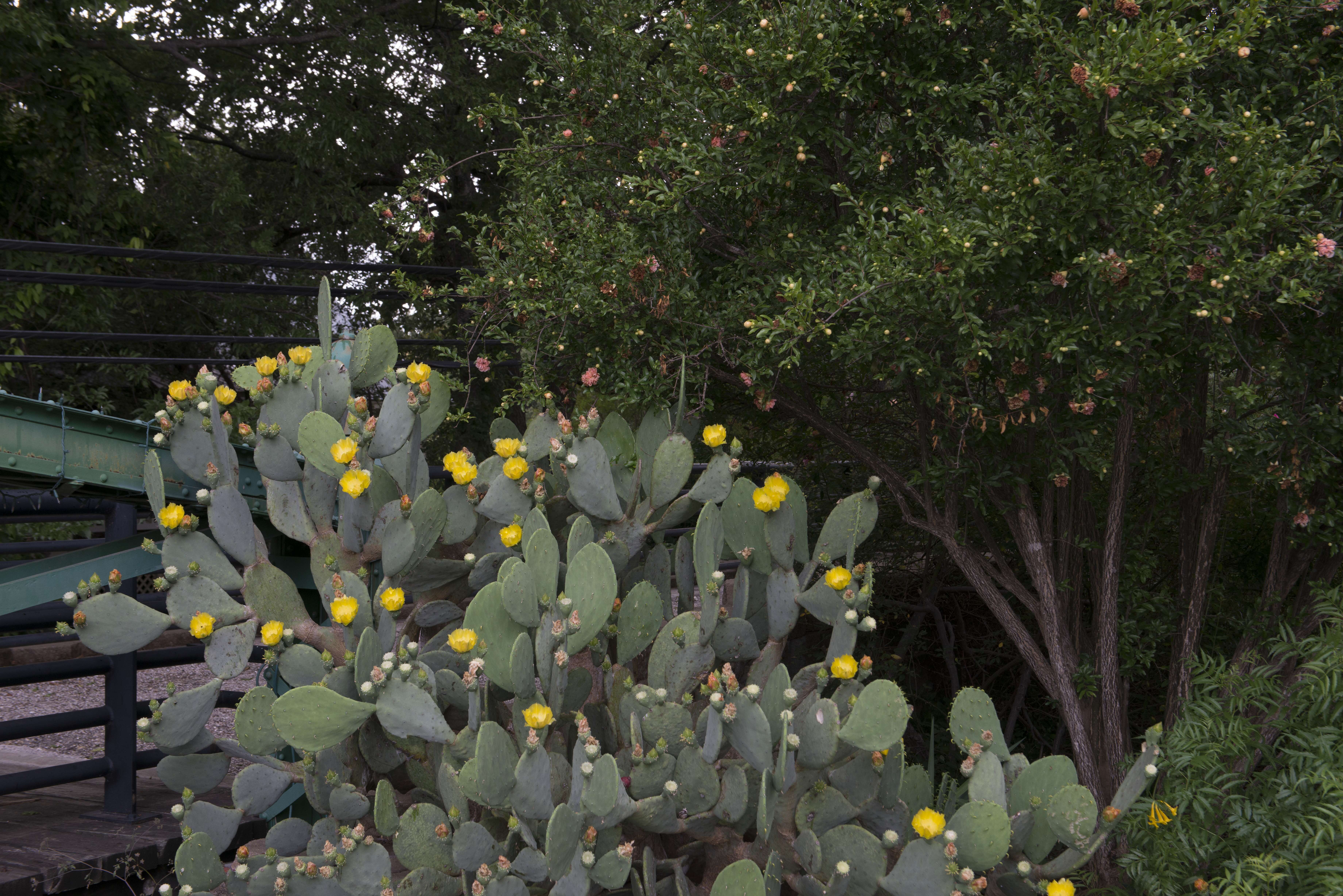 Image of Eastern Prickly Pear