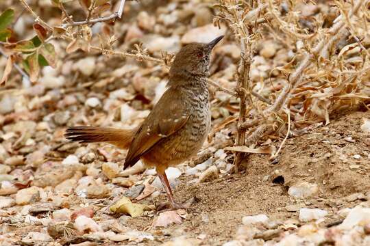 Image of Barred Wren-Warbler