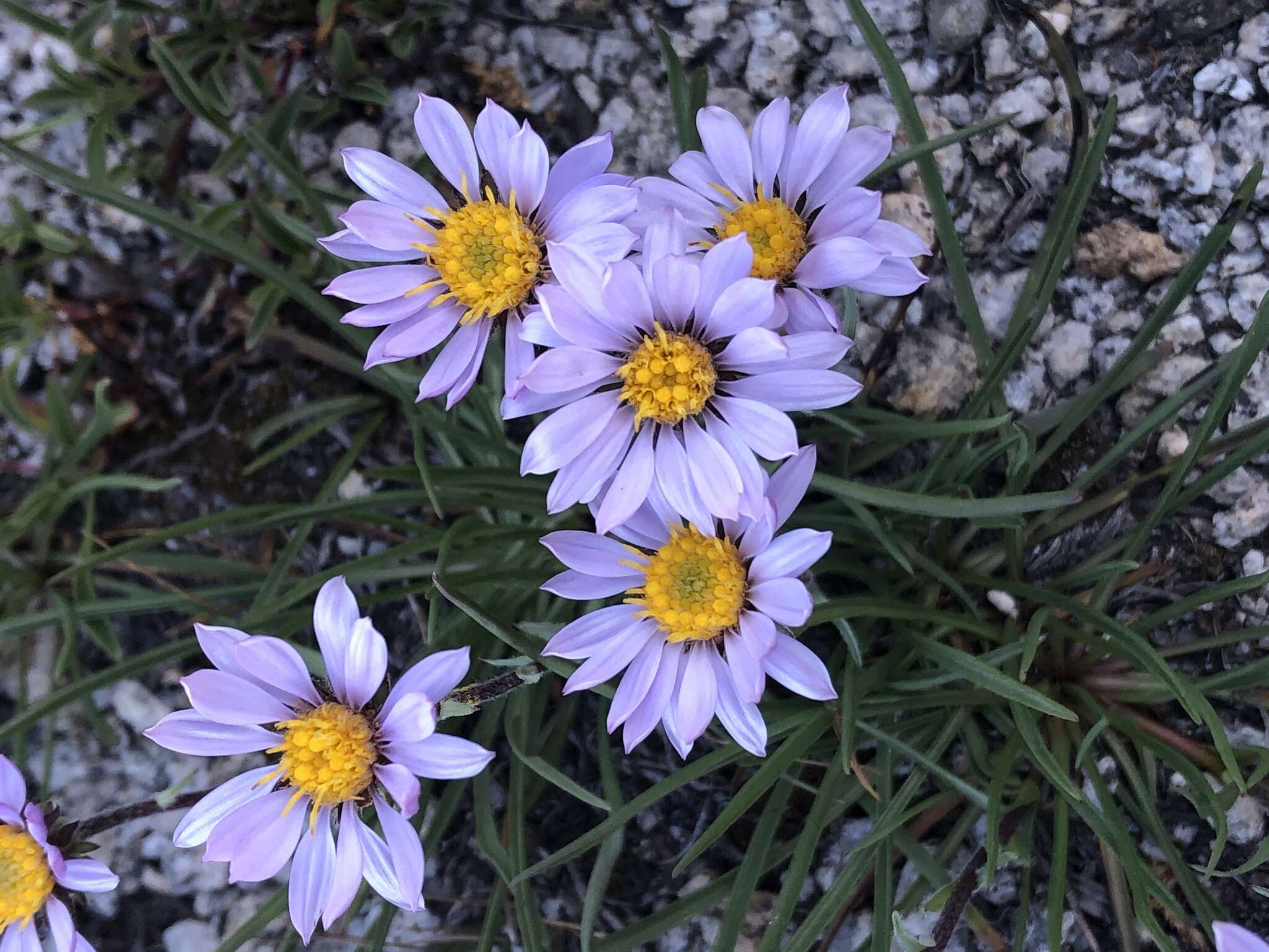 Image of tundra aster