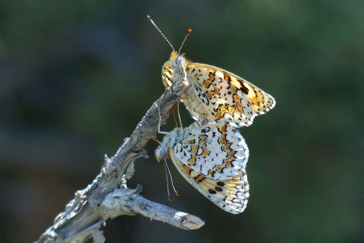 صورة Melitaea turkmanica Higgins 1940