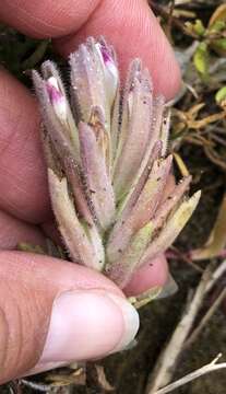 Image of Pt. Reyes bird's-beak