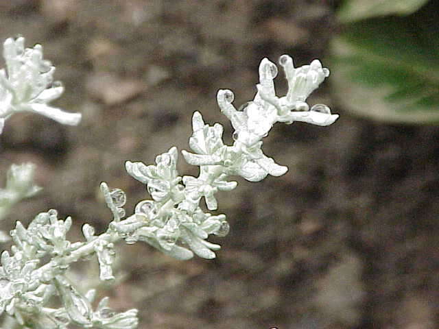 Imagem de Helichrysum petiolare Hilliard & B. L. Burtt