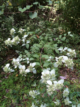 Image of White-Leaf Mountain-Mint