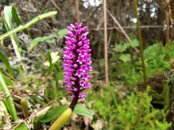 Imagem de Arpophyllum giganteum subsp. medium (Rchb. fil.) Dressler