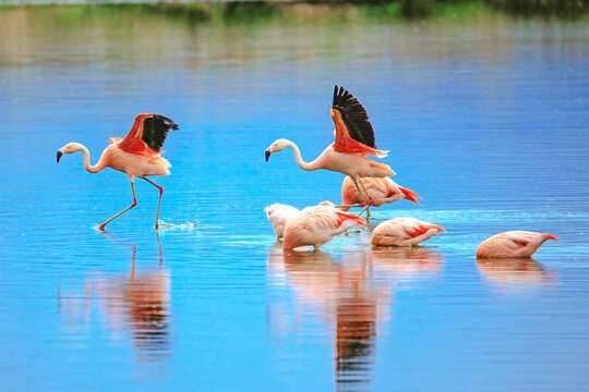 Imagem de Phoenicopterus chilensis Molina 1782