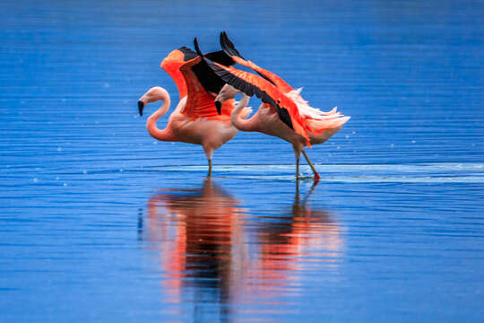 Imagem de Phoenicopterus chilensis Molina 1782