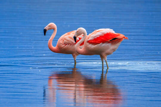 Imagem de Phoenicopterus chilensis Molina 1782