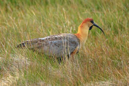 Image of Black-faced Ibis